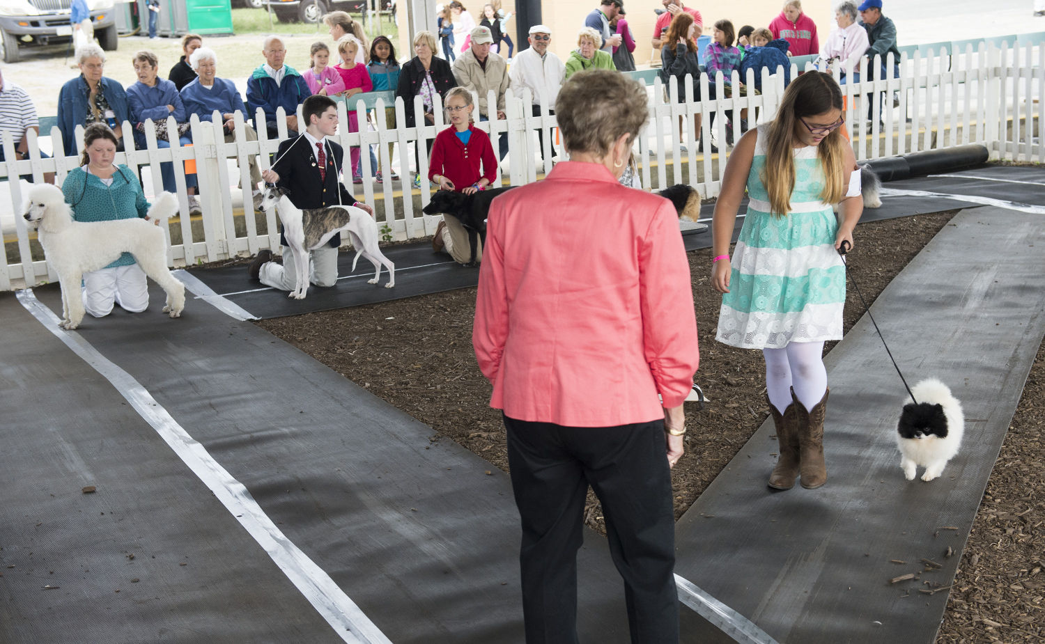 Top Dog: Fair hosts dog showmanship contest